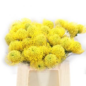 LEUCOSPERMUM-HIGH-GOLD-50cm.jp