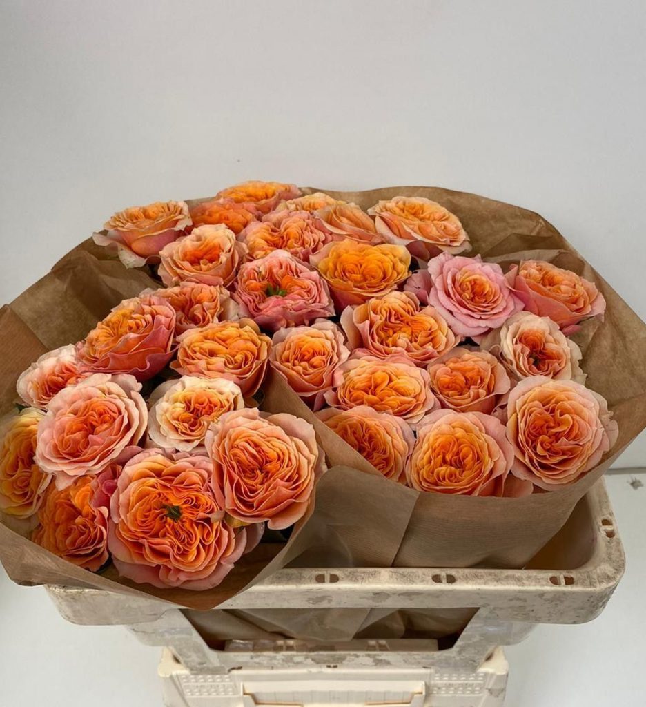 ROSA-GARDEN-SOUTH-PARK IMAGEN EDITADA 2 CREATIVO