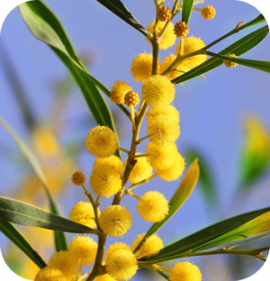 ACACIA-MIMOSA.