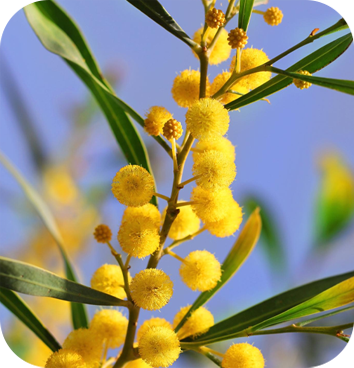 ACACIA-MIMOSA.