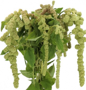 AMARANTHUS CYUCLOOP