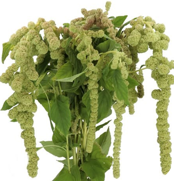 AMARANTHUS CYUCLOOP