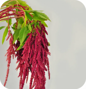 AMARANTHUS ROSARY